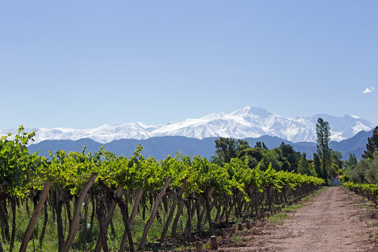 Mendoza